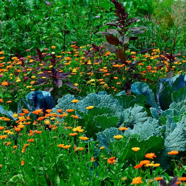 Projeto de biopaisagismo em pequena área 1