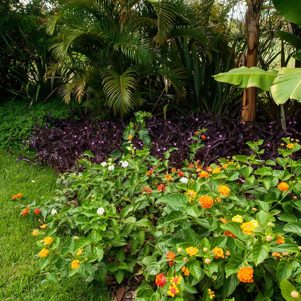 Composição de plantas e materiais 1
